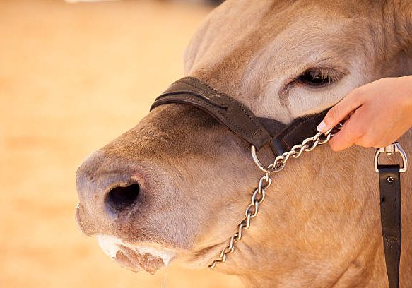 a hand holds a cow's halter in a show