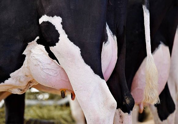 Detail shot with holstein cow udder full of milk in a dairy farm