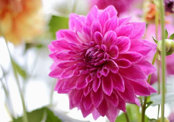 single flower full blossomed
