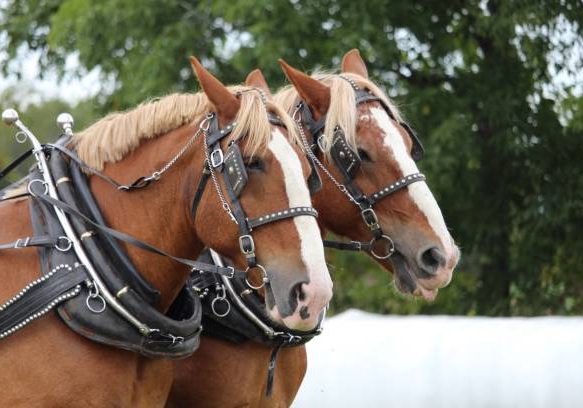 Two large ploughing horses in collars and bridles.  Outdoors