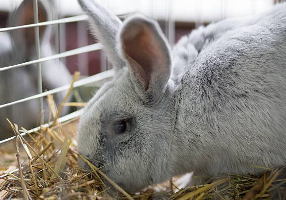 Big fluffy gray rabbit feeding straw in the cage. Breeding rabbits background