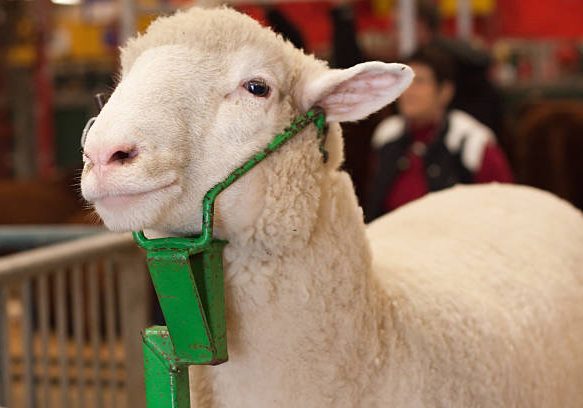 Sheep