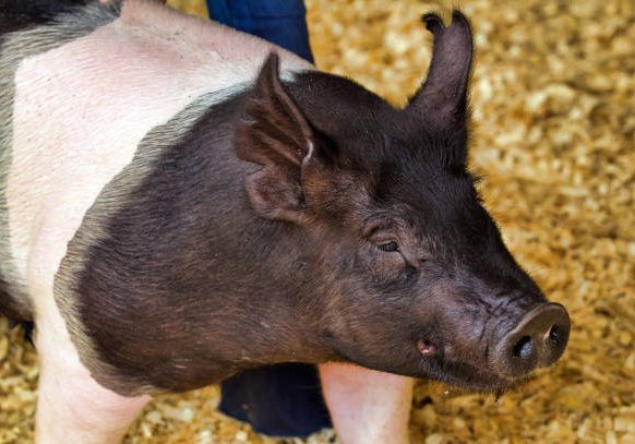 McLean County Fair - pig